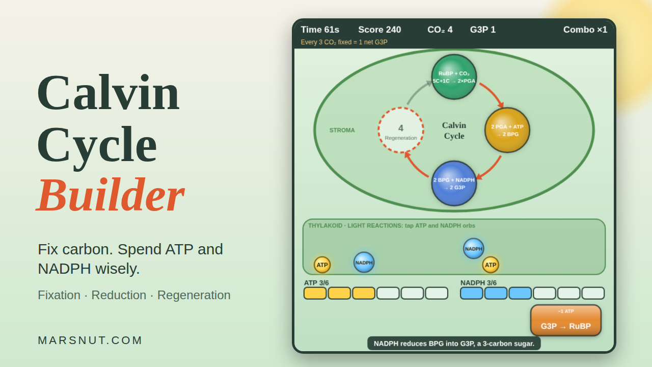 Calvin Cycle Builder cover