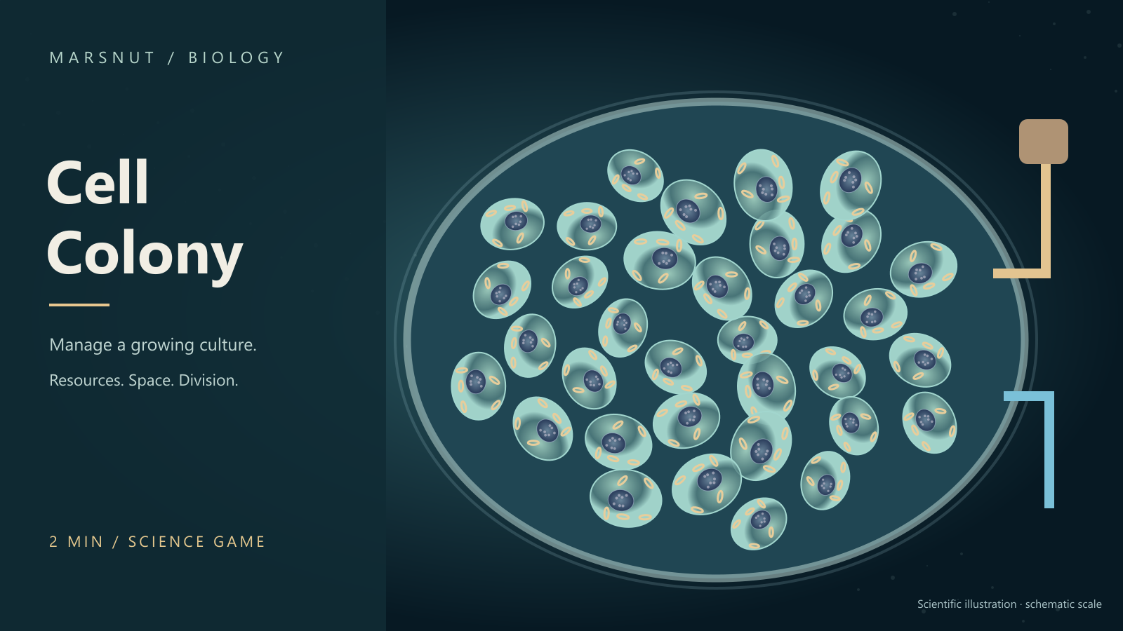 Microscopy-inspired illustration of cells with detailed nuclei in a culture dish