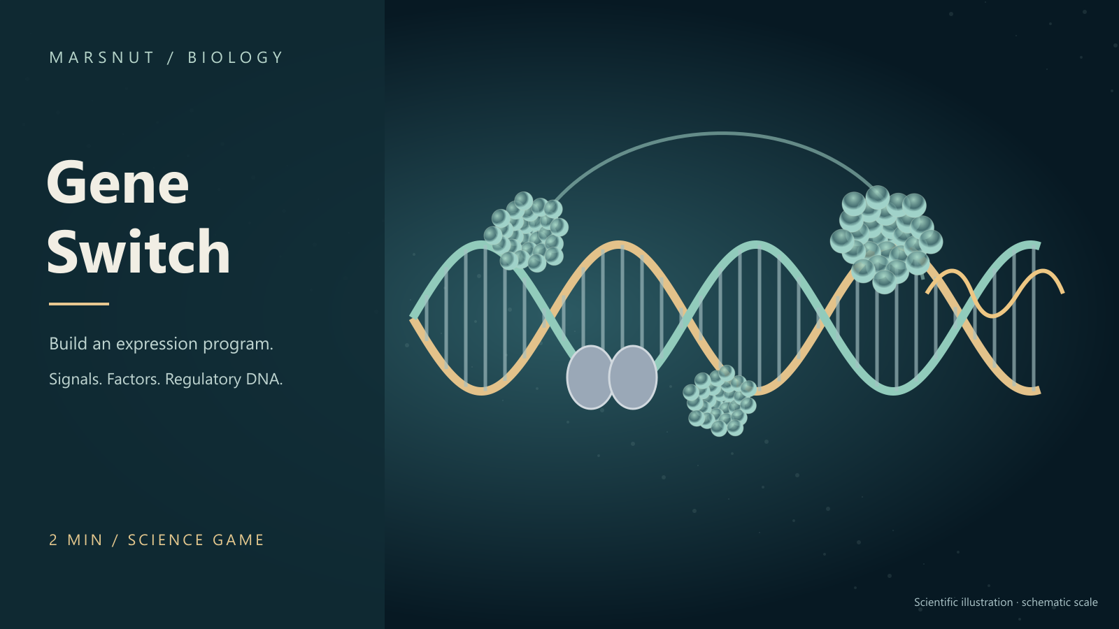 Illustration of a DNA regulatory region, bound proteins, and a transcription complex